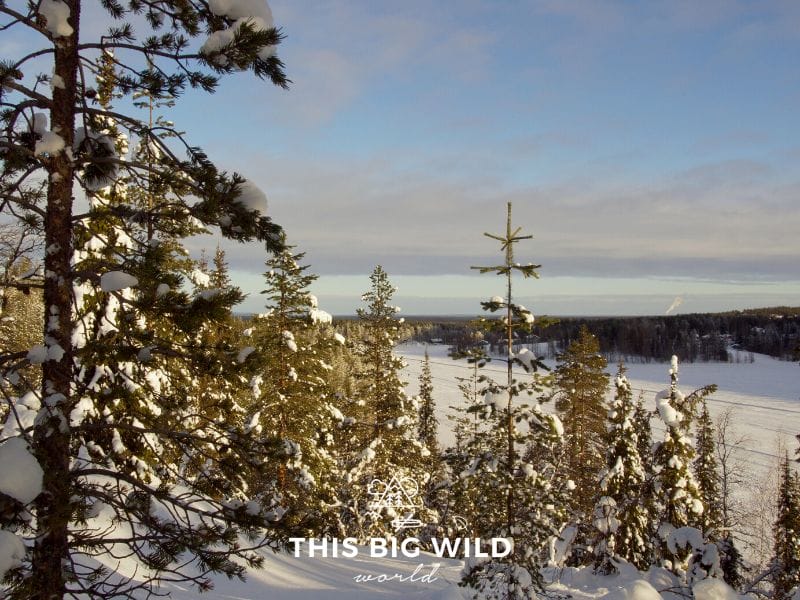 Looking out over a frozen land frozen a snowy forest lined with trees on a sunny day in Levi Finland.