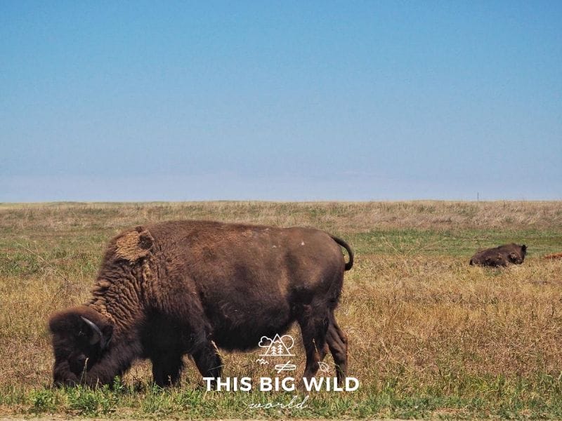 In the left foreground is a large bison eating grass. In the background, a second bison is on the right hand side of the frame standing in taller dry grass. The grass extends to the horizon where it meets with a clear blue sky.
