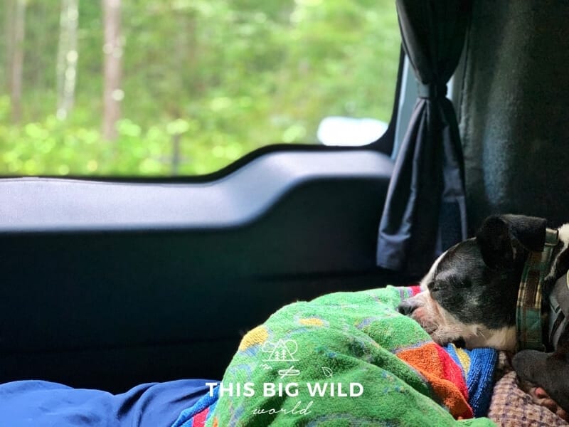 A boston terrier dog is sleeping on its dog bed inside of a campervan during a light rainstorm. Natural light from outside is coming in through the windows and the van is surrounded by a green forest.