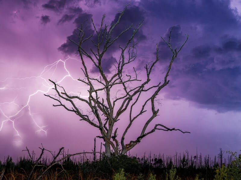 A silhouette of a dead tree rising above the tree tops of a forest with bright purple and blue sky with lightning flashing through it.