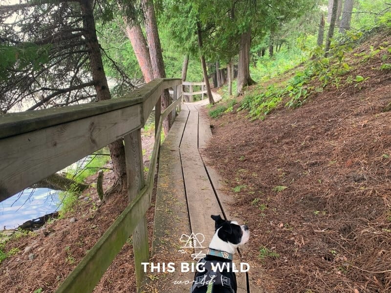 A small black and white dog walks along a narrow wooden boardwalk that follows the shoreline at Scenic State Park. The boardwalk is lined with green pine trees.