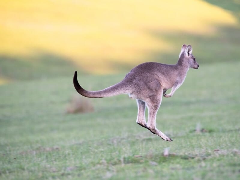 A kangaroo hops across the grass in the wild near Sydney Australia.