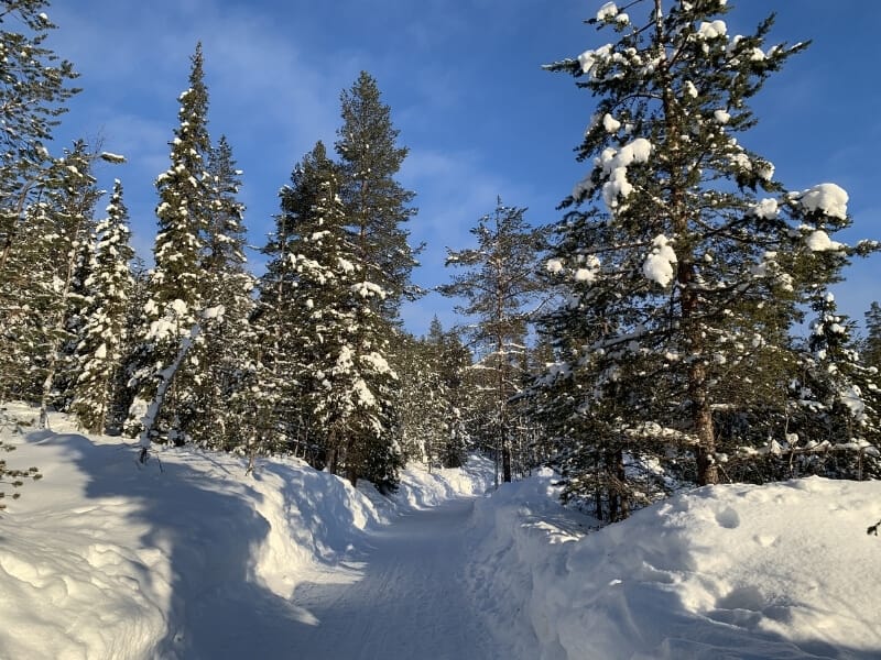 Snow packed on a trail lined with snow covered pine trees in Levi Finland, which is above the Arctic Circle.