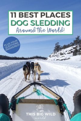 Text: 11 Best Places Dog Sledding Around the world! Image: A team of huskies pull a sled through over a foot of snow with with forest to the right and far off in the distance. View shown from inside the dog sled.