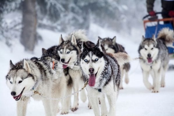 Best Places to Go Dog Sledding in the World