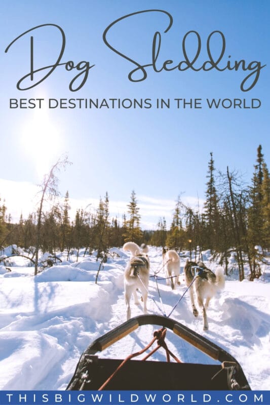 Text: Dog Sledding - Best Destinations in the World Image: Team of huskies pulling a sled through a snow covered forest with blue skies and sun overhead.