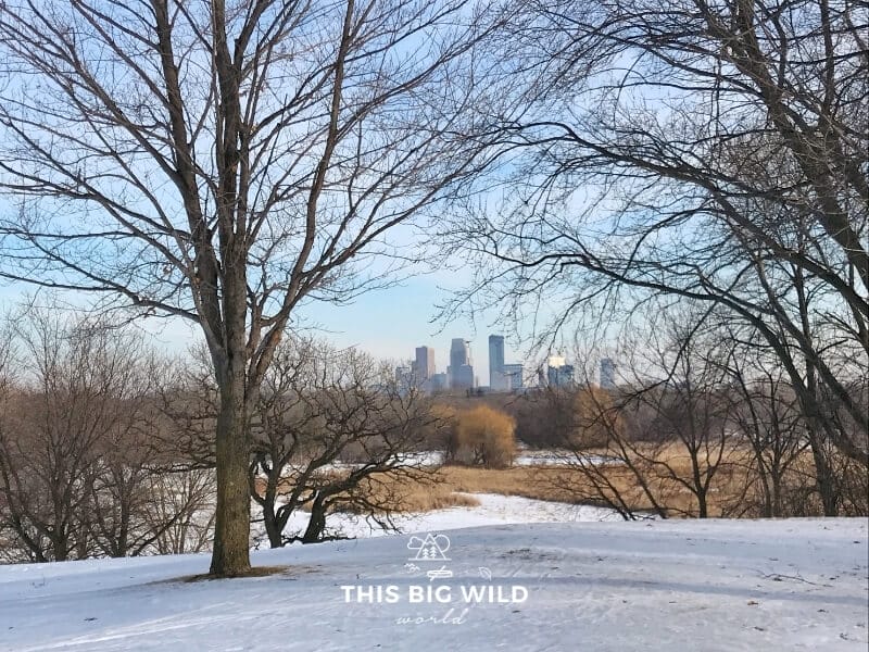 The Minneapolis skyline is visible through a break in the trees on a cross country skiing trail in Theodore Wirth Park.