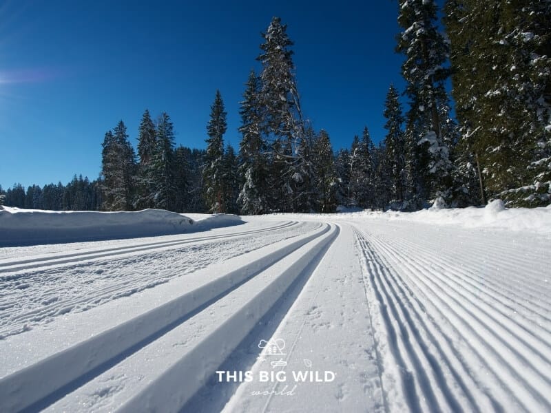 With the camera low to the ground, on the left side is a pair of parallel tracks packed into the snow extending off into the distant tree line. On the right is a groomed ski trail extending in the same direction.