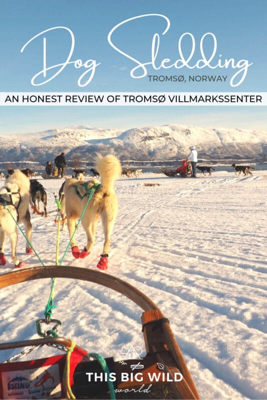 Text: Dog Sledding Tromso Norway, an honest review of Tromso Villmarkssenter. Image: White dogs with red boots pull a dog sled through the snow covered landscape in Tromso Norway.