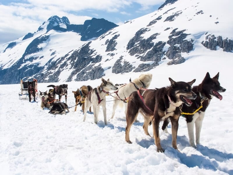A team of 8 sled dogs is taking a break while harnessed to a sled with snow-covered mountains towering behind them.