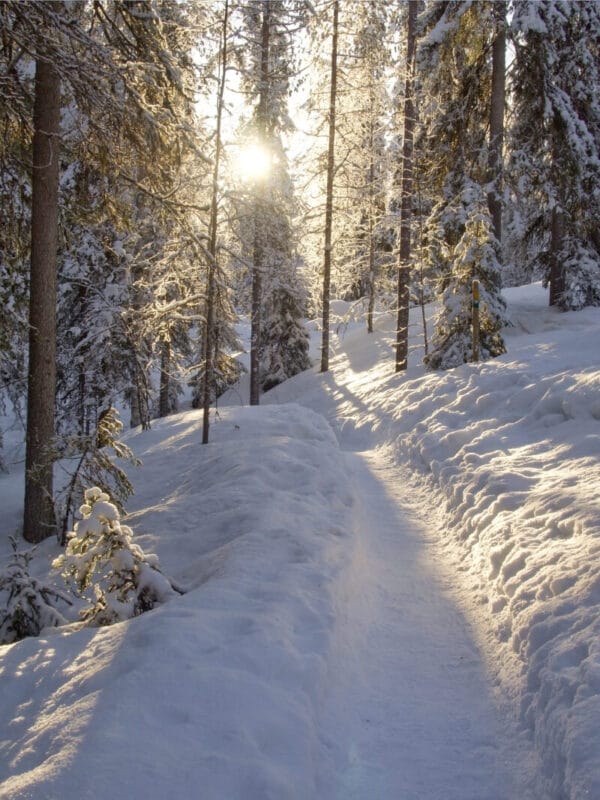 The sun peeks through the snow covered trees near Rovaniemi Finland. A hiking path is worn in the snow weaving through the trees.