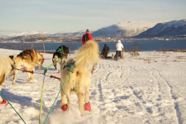 Tromso Villmarkssenter Dog Sledding Tour Review
