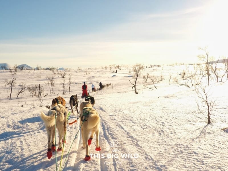 White huskies wearing red dog boots are pulling a sled through the snow covered countryside. In the left in the distance are mountains and to the right the sun is shining low in sky.