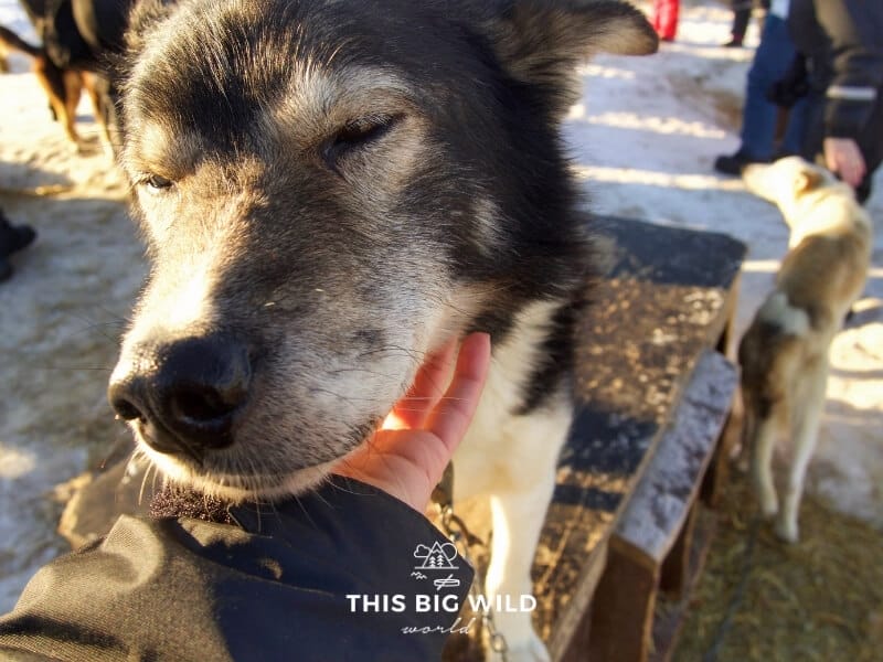 Close up picture of a husky's face as my hand strokes it under its chin in the dog yard at Tromso Villmarkssenter.