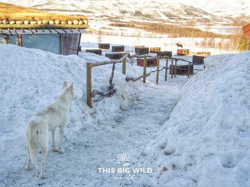 A white dog stands on a walking path at Tromso Villmarkssenter looking off into the distance at an empty dog yard located in a valley between the mountains.