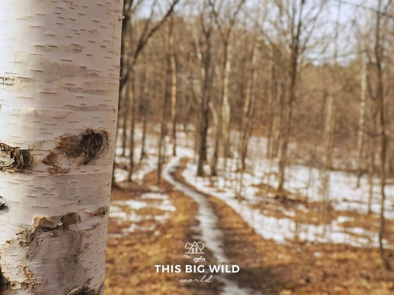 On the left a close up of a birch tree is in focus. On the right is a blurred view of a snow covered trail in the forest at Mille Lacs-Kathio State Park in Minnesota.