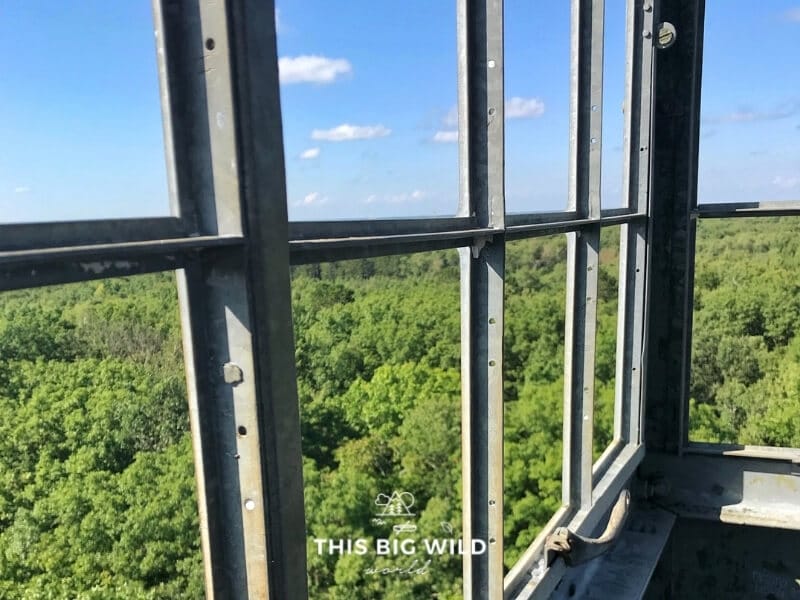 Trees stretch out to the horizon as seen through the metal frame of the windows at the top of the St Croix State Park fire tower.