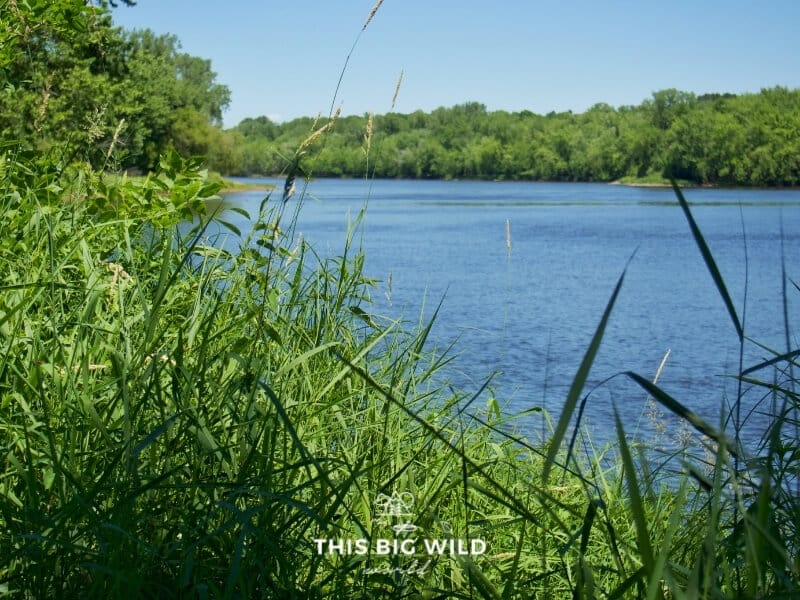 A river is visible through tall grass on a bright sunny day at Wild River State Park in Minnesota.
