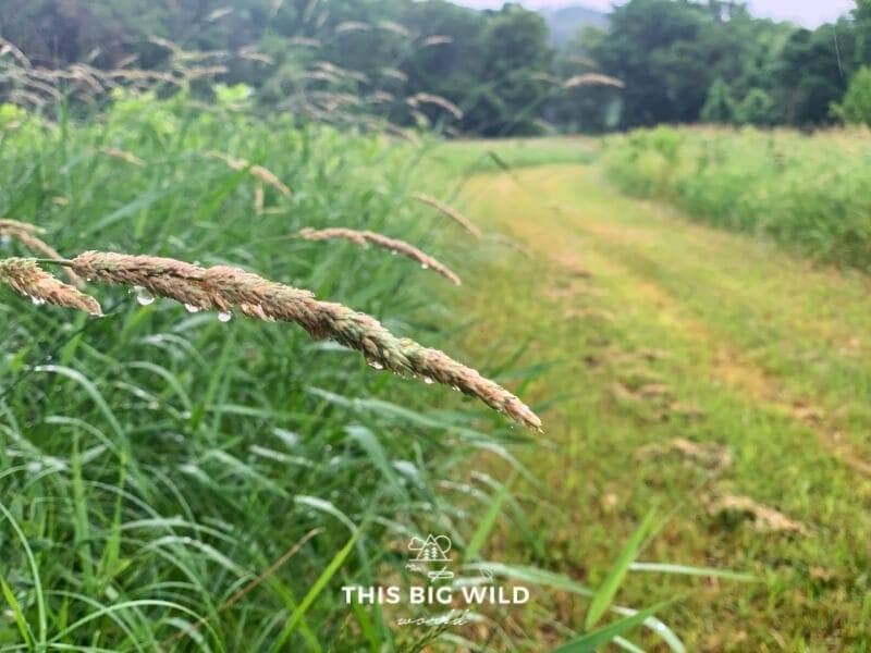 A grass hiking path is lined with tall grass with droplets of water from recent rain at Minnesota Valley State Recreation Area near Shakopee MN.