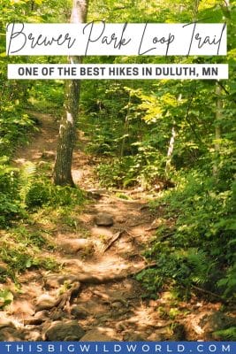 Text: Brewer Park Loop Trail: One of the best hikes in Duluth MN
Image: A steep rocky hiking trail stretches ahead in a lush green forest in Brewer Park, near Duluth Minnesota.