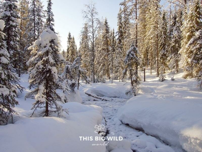 Finland's snow covered forest make a perfect winter wonderland place to visit in Europe!