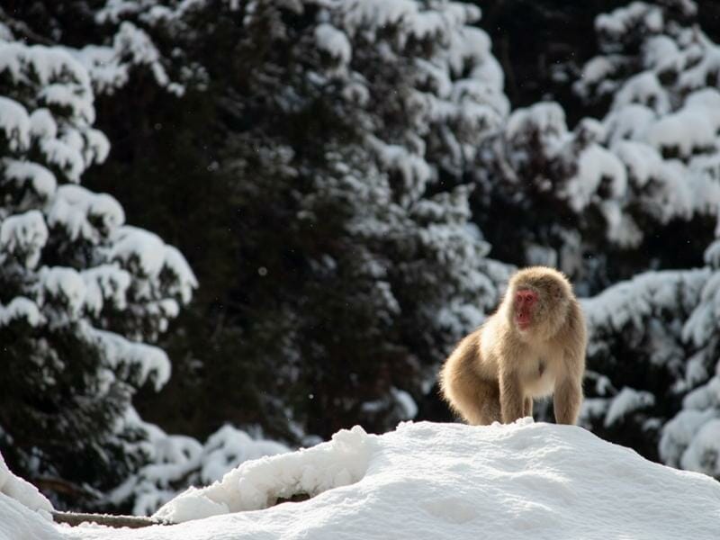 See the Japanese Macaques at Jigokudani Snow Monkey Park in Nagano Japan.