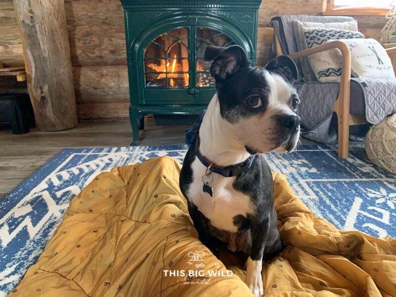 A boston terrier is sitting with a blanket on the floor in front of the fireplace at Ely Log Cabin.