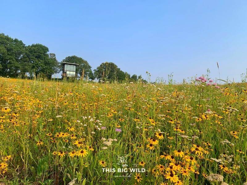 Nordlys MetalLark Tower Airbnb stands tall over a field of brightly colored wildflowers in Frederic Wisconsin.