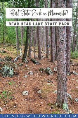 Best State Park in Minnesota? Red pine trees in Bear Head Lake State Park.