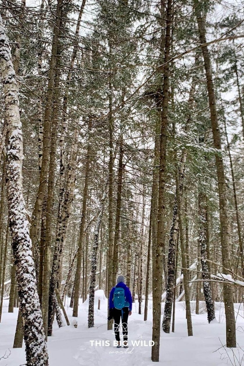 Hiking through a snow covered forest near Grand Marais on the Pincushion Mountain Overlook Trail.