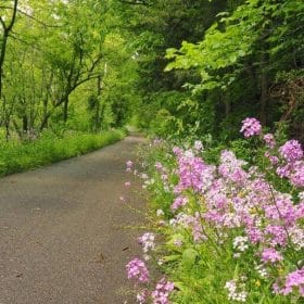 Bike trail in Lanesboro Minnesota lined with wildflowers and rock formations.