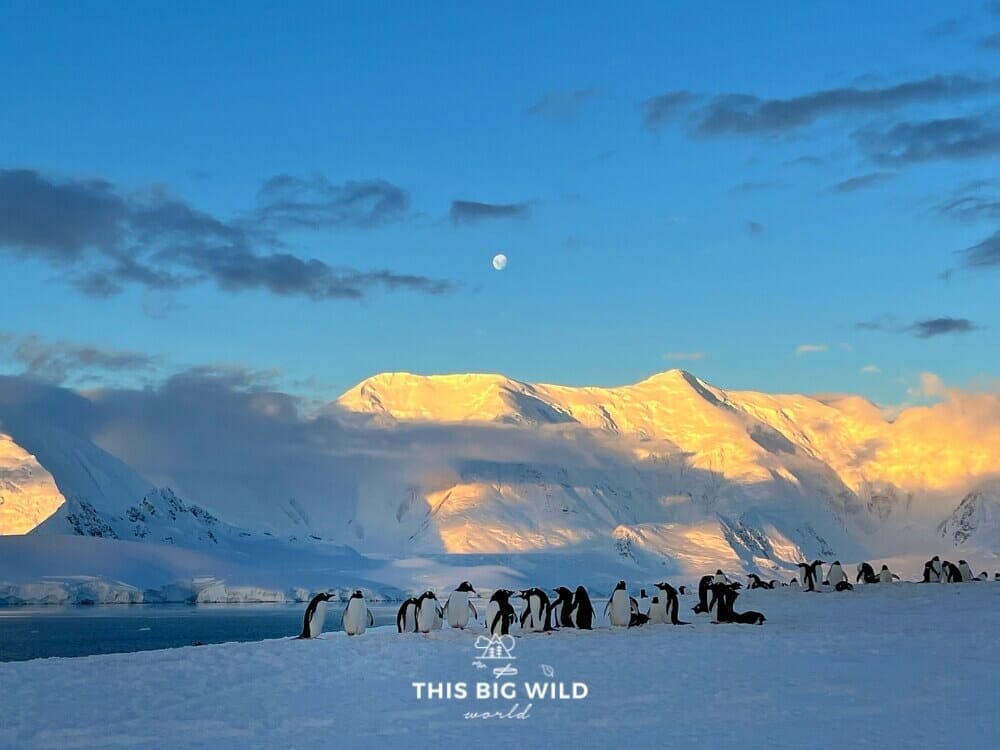 Moon above a colony of penguins while the sun hits the snow covered mountains in the distance in Antarctica.