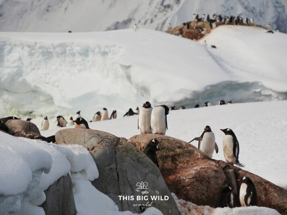 Penguins are one of the top reasons to visit Antarctica.