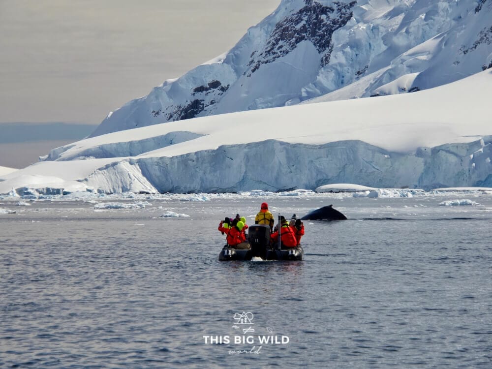 A humpback whale pops up next to a zodiac boat in Antarctica.