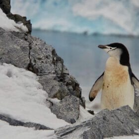 A chinstrap penguin seen standing on a rock in Antarctica.