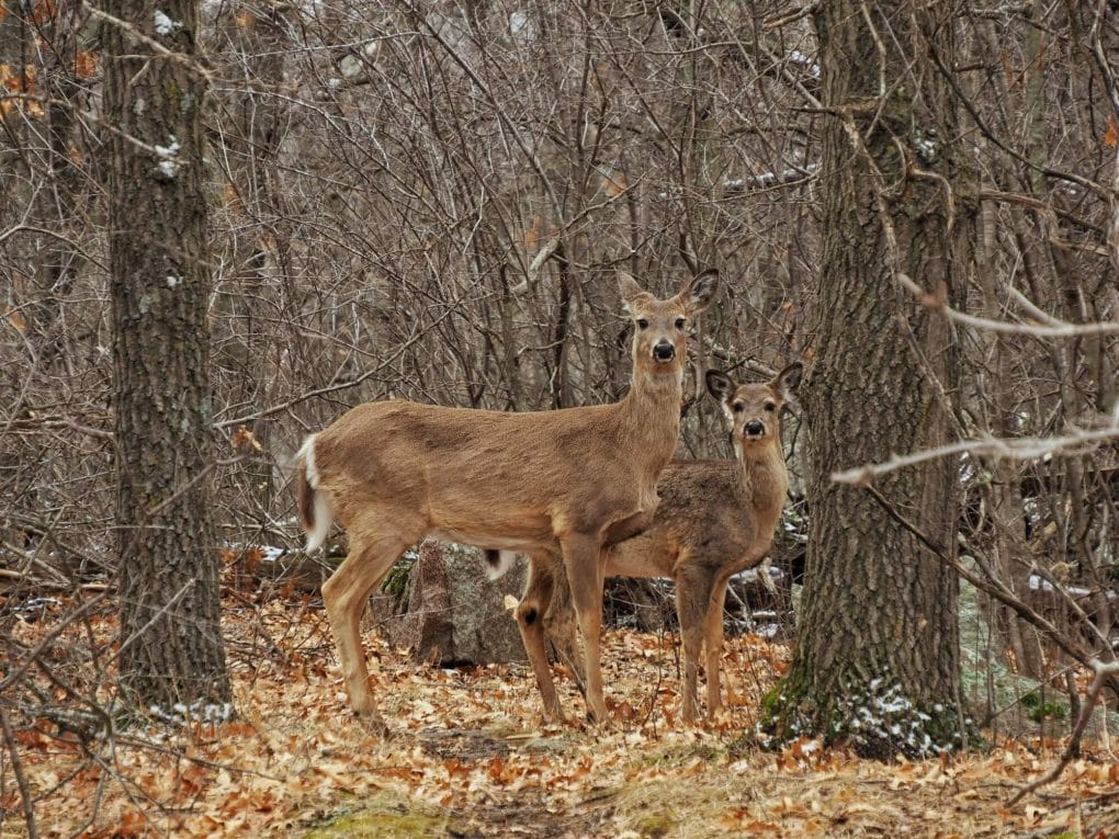 Deer spotted at Quarry Park and Nature Preserve in St Cloud MN