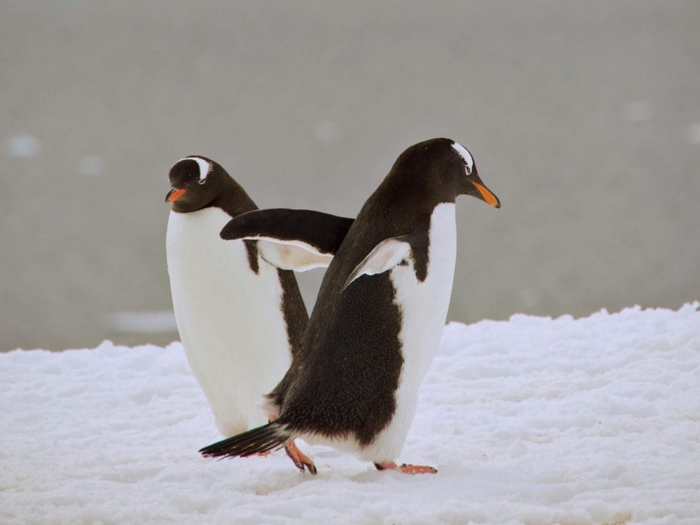Gentoo penguins walking in opposite directions in Antarctica.