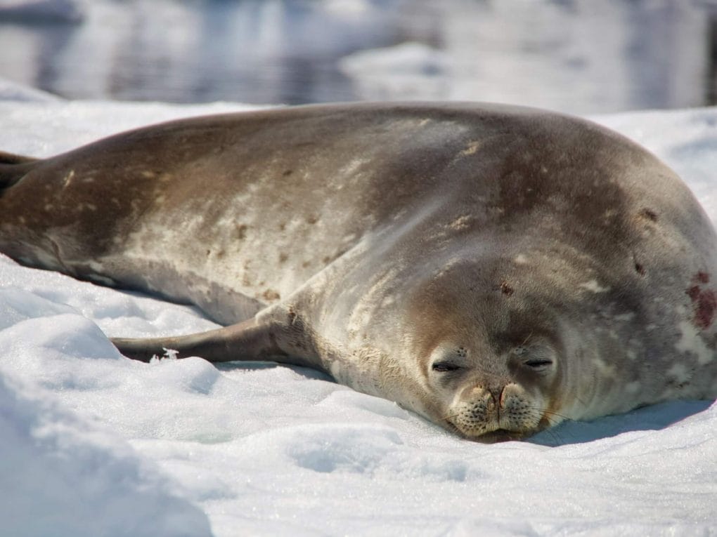 A Weddell seal rests on an iceberg in Antarctica.