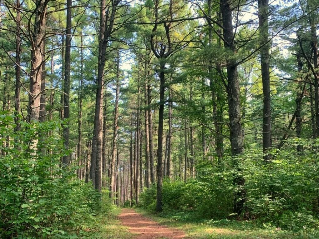 Hiking trail through red pine trees in Bear Head Lake State Park.