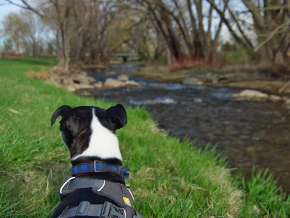 My dog walking along the creek in Memorial Park, Rapid City.