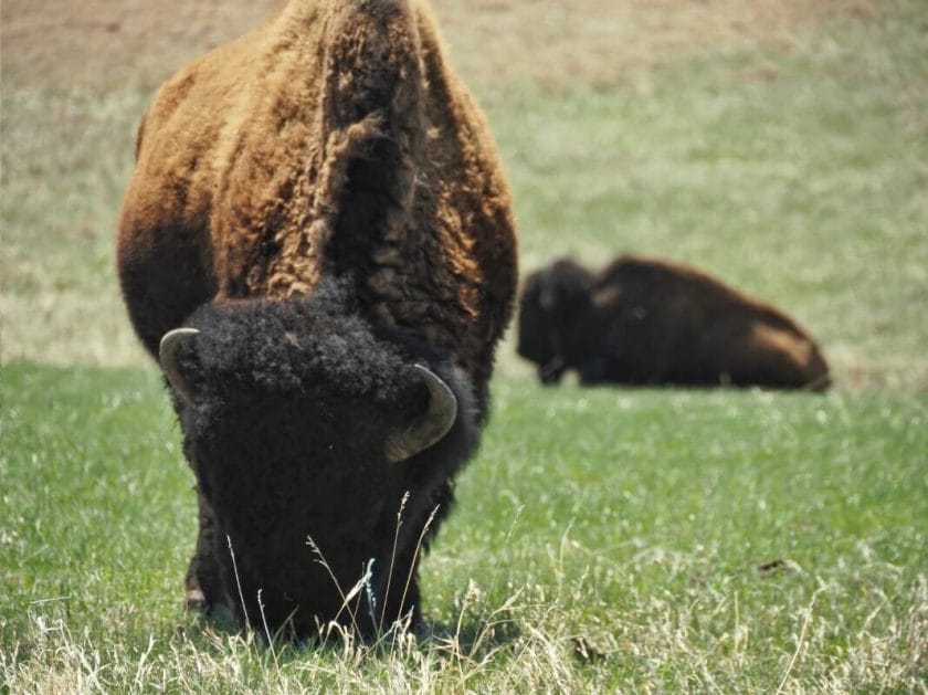 Bison spotted along the Wildlife Loop at Custer State Park.