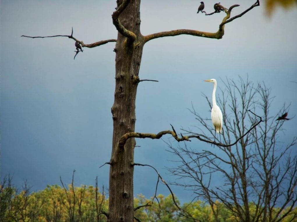 Watch birds and other wildlife in the Upper Mississippi River National Fish & Wildlife Refuge.