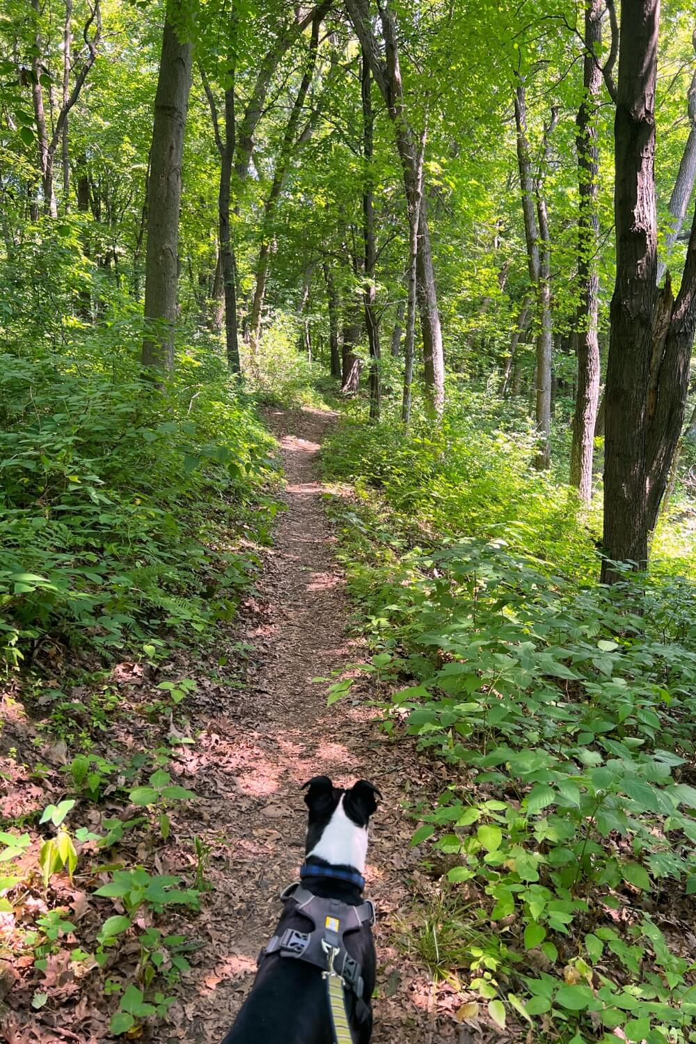 Hiking through the forest with my dog at Northwest Community Park in Eau Claire.